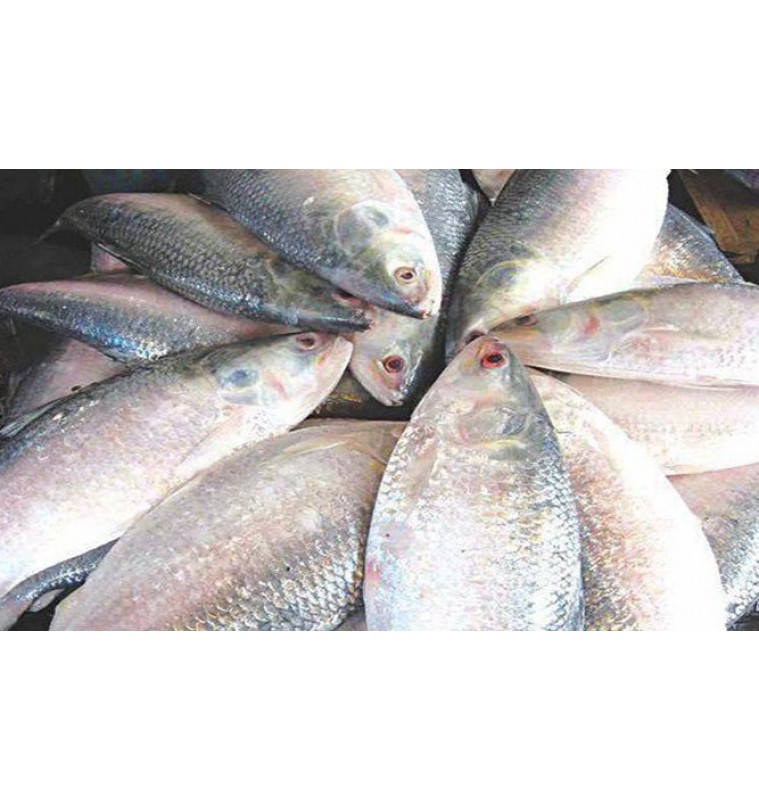 Hilsha Fish 1300-1350gm Hilsha Fish 1300-1350gm