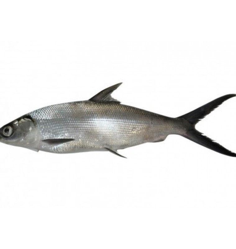 Bangus Whole 