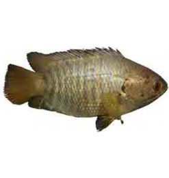 Koi (Cleaned) Thailand 3/4pcs Koi (Cleaned) Thailand 3/4pcs