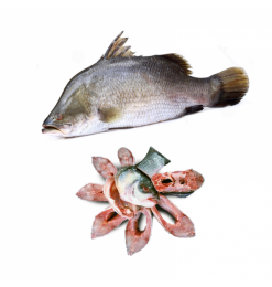 Koral Whole Cut [BIG] 2.5-3.5kg up (Price Variable as per weight)