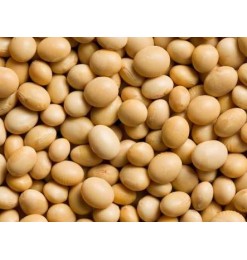 Soya Bean
