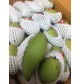 Green Mango (Fresh) 1000gm 