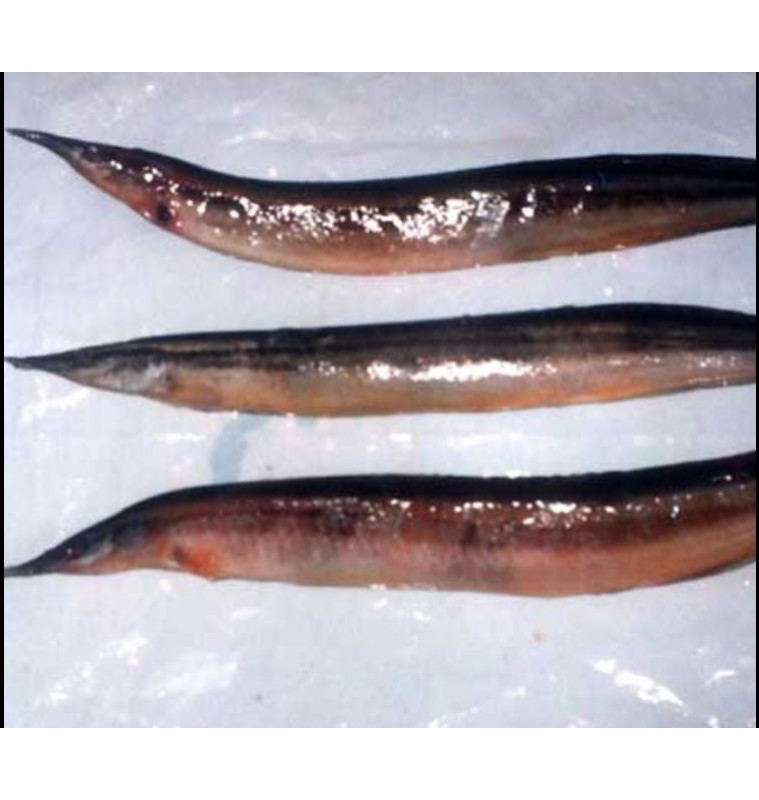 Baim Star (Small), Eel (Cleaned)