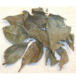 Daun Salam (Dried) - 10gm Daun Salam (Dried) - 10gm