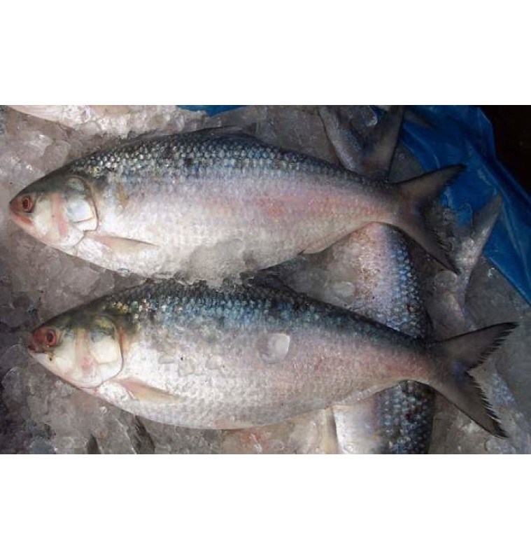 Hilsha Fish 1100~1190gm *NEW _ Fresh* +-2450/kg Hilsha Fish 1100~1190gm *NEW _ Fresh* +-2450/kg