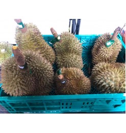 Young Jack Fruit (Fresh) 