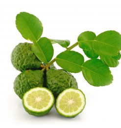 Kaffir Lime Leaf (Frozen) 20gm Kaffir Lime Leaf (Frozen) 20gm