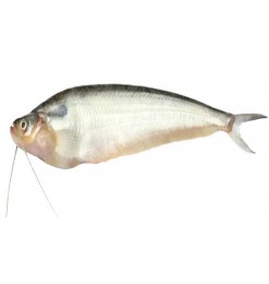 Pabda (Cleaned) Pabda (Cleaned)